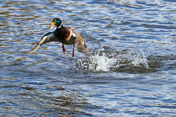 Raspy Take Off by Deb Oppermann